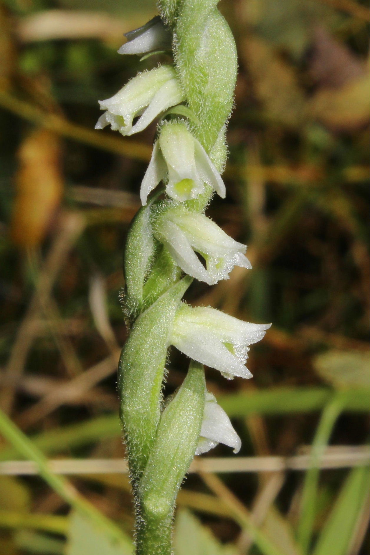 Spiranthes spiralis da Genova